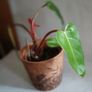 Philodendron Painted Lady Image 3