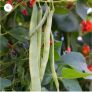 Beans Plant Image 5