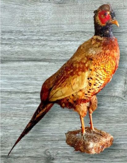 Vintage Taxidermy Pheasant Mount