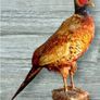Vintage Taxidermy Pheasant Mount Image 7