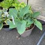 Hostas and other plants for sale Image 7