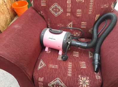 dog hairdryer