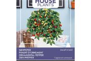 (P) Ornamenal Pepper seeds 0.5g (840084)
