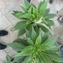 Extra large Echium Candicans - Pride of Madeira Image 4