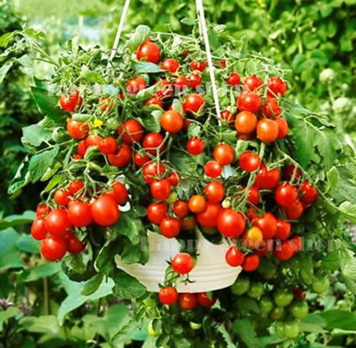 (T) Pot Tomato Bajaja seeds 0.1g (882761)
