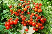 (T) Pot Tomato Bajaja seeds 0.1g (882761)