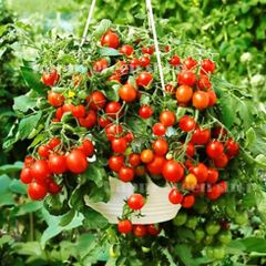 (T) Pot Tomato Bajaja seeds 0.1g (882761)