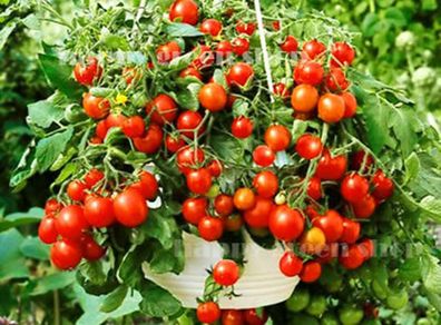(T) Pot Tomato Bajaja seeds 0.1g (882761)