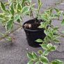 Variegated Wiegela Image 3