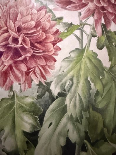 Original watercolour by Elizabeth A. McEwen RUA (1937- 2020), Belfast botanical artist.