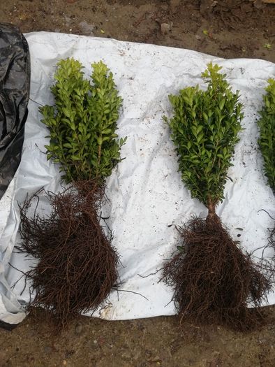 Box Hedging