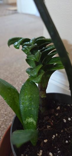 Plants set
