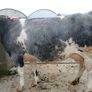 In calf heifers Ballinasloe mart 8th August Image 8