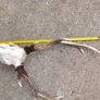 sika antlers Image 7