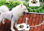 Brand New Doggie Fountain