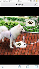 Brand New Doggie Fountain