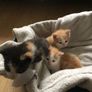 1 month old kittens Image 3