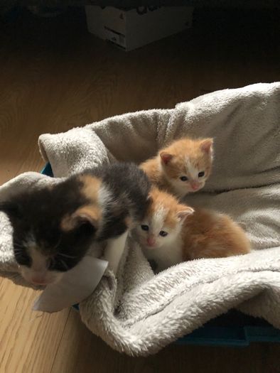 1 month old kittens