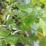 tomato plants Image 2