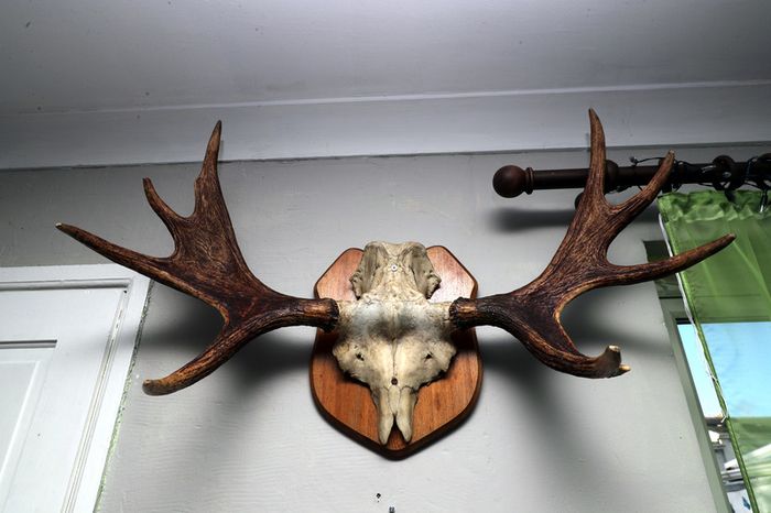 Antlers