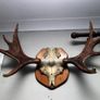 Antlers Image 8