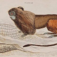Leonine or Lion Tamarin William Jardine 1833