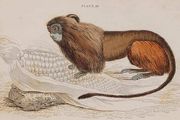 Leonine or Lion Tamarin William Jardine 1833