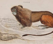 Leonine or Lion Tamarin William Jardine 1833