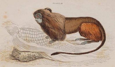 Leonine or Lion Tamarin William Jardine 1833
