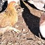 Pekins Image 8