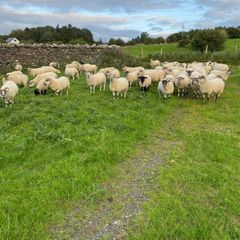 Quality Crossbred Hoggets