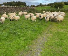 Quality Crossbred Hoggets