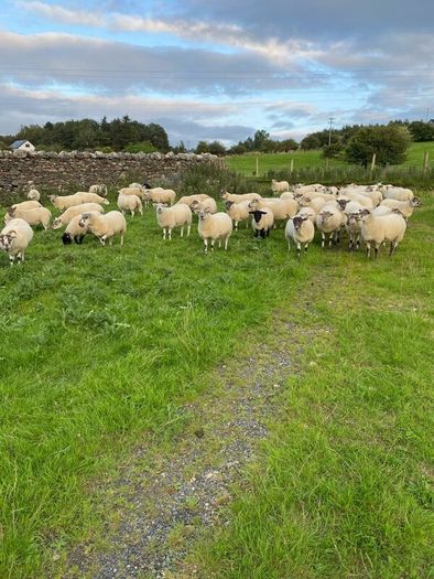 Quality Crossbred Hoggets