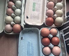Hatching eggs