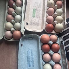 Hatching eggs