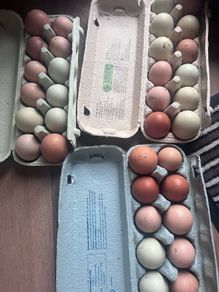 Hatching eggs