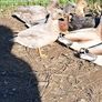 Call Ducks Image 6