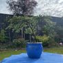 Bonsai Image 3