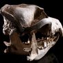 1/1 resin copy of a wolf skull. Image 6