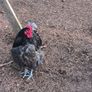 blue Orpington roosters and one Wyandotte splash Image 2