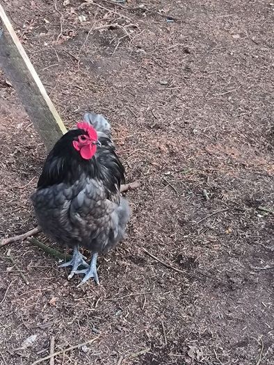 blue Orpington roosters and one Wyandotte splash