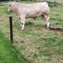 Bulls Image 4