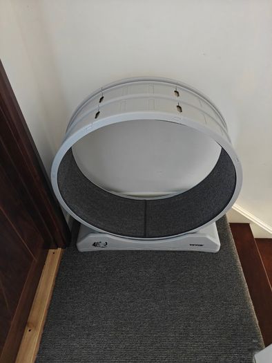 large cat running wheel
