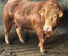 Lm Bull