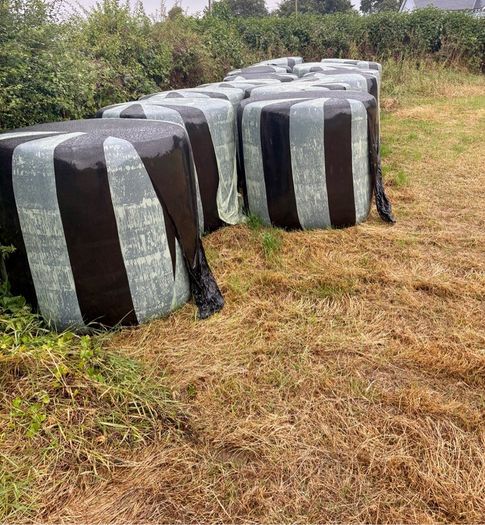 Wrapped Bales