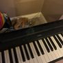 Piano Image 3