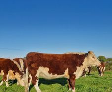 Pedigree Hereford Heifers and Bulls