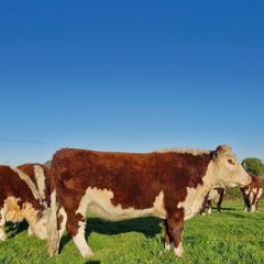 Pedigree Hereford Heifers and Bulls