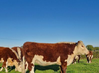 Pedigree Hereford Heifers and Bulls