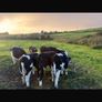 Hereford Weanlings Heiferes No Movements Image 5